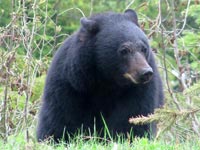 Black Bear Viewing Tours