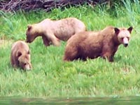 Grizzly Bear Watching Tours