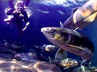 River Snorkel Tours - Snorkel with the Salmon